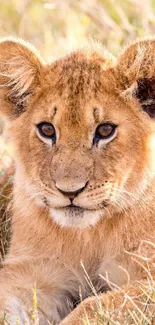 A cute lion cub relaxing in the grass in a nature scene.