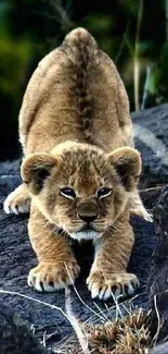 Curious lion cub on rocky terrain, nature wallpaper.