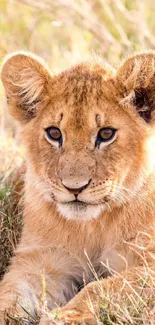 Adorable lion cub resting in the grass, perfect for a nature-themed mobile wallpaper.