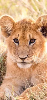 Adorable lion cub resting on grass.