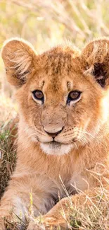 Adorable lion cub lying in the grass, perfect for mobile wallpaper.