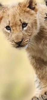 Adorable lion cub peeking from behind a tree with a beige background.