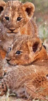 Two adorable lion cubs in their natural habitat.