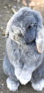 Cute gray lop-eared rabbit standing on the ground.