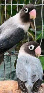 Two adorable lovebirds perched together.