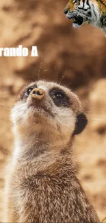 Meerkat looking up with a tiger in the background on earthy wallpaper.