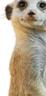 Close-up of a meerkat standing on a white background.