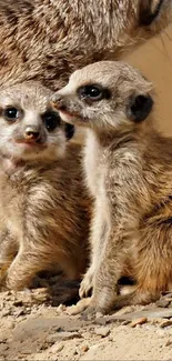 Adorable meerkat family in natural desert habitat with curious expressions.