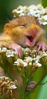 Cute mouse resting on white flowers in nature.