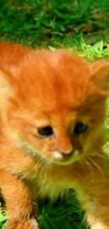 Adorable orange kitten on grass wallpaper background.