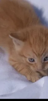 Adorable orange kitten on a soft white blanket, looking curious.