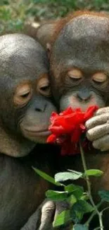 Two young orangutans admire a red flower.