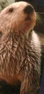 Close-up of a cute otter with wet fur, perfect for wallpaper.