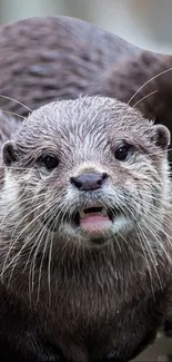 Close-up of a cute otter with wet fur looking into the camera.