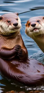 Two cute otters playing in water, perfect for mobile wallpaper.