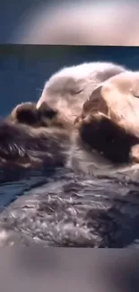 Two adorable otters resting in peaceful blue waters.