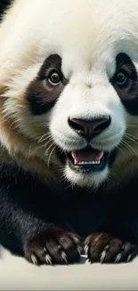 Close-up of an adorable panda face with vibrant details and soft fur.