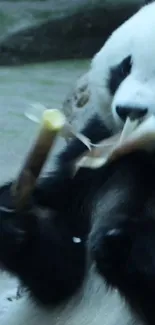 Cute panda munching on bamboo, natural setting.