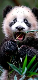 Adorable panda munching on green bamboo shoots.