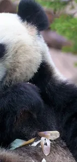 Panda enjoying bamboo in a serene background.