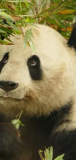 Panda surrounded by lush bamboo leaves in a tranquil setting.