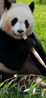 Panda peacefully munching bamboo in a lush green forest setting.