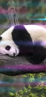 Sleeping giant panda on a tree branch in a green forest.