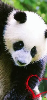 Cute panda climbing a tree with a red heart.