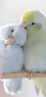 Two parakeets affectionately perched on a branch.