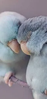 Two parakeets cuddling on a branch in soft light blue hues.