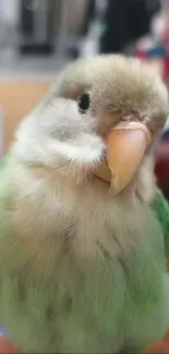 Close-up of a cute parrot with green feathers.