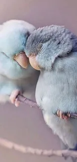 Two loving parrots cuddling on a branch, showcasing affection.