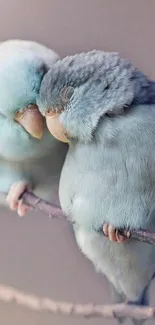 Two adorable parrots gently cuddling on a branch, showcasing soft pastel blues.