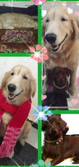 Cute pets collage with dogs, cat, and colorful hearts.