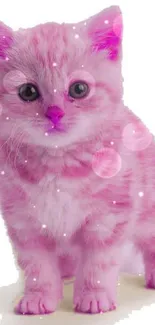 Adorable pink kitten with white background.