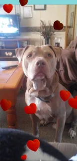 Cute Pit Bull dog with red hearts in a cozy living room setting.