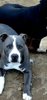 Two cute pit bulls resting peacefully together on the ground.