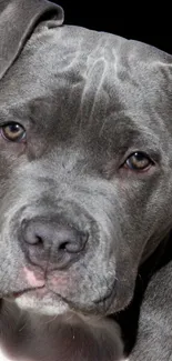 Close-up of a gray and white Pitbull puppy with bright eyes.