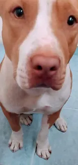 Close-up of an adorable brown and white pitbull puppy on a blue tile floor.