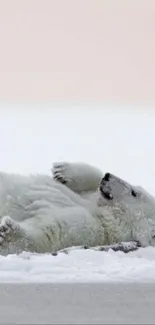 Adorable polar bear on snowy ground, relaxing peacefully.