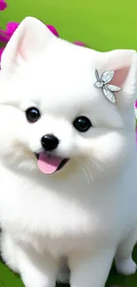 Adorable white Pomeranian puppy with butterfly hair clip.