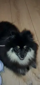 Adorable Pomeranian on wooden floor background.