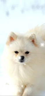 Fluffy Pomeranian dog in a snowy landscape, perfect for mobile wallpaper.