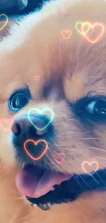 Cute Pomeranian puppy with neon heart overlays on a tan background.