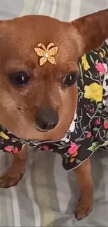 Cute dog wearing floral dress with golden accessory on forehead.