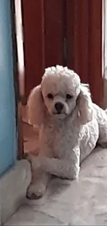 Adorable poodle puppy lounging by a wooden door.