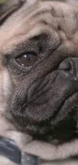 Close-up of an adorable pug with a thoughtful expression.