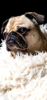 Adorable pug wrapped in fluffy blanket against black background.