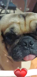 Adorable pug with tongue out and heart.