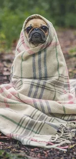 Pug wrapped in a plaid blanket sitting on a forest path.